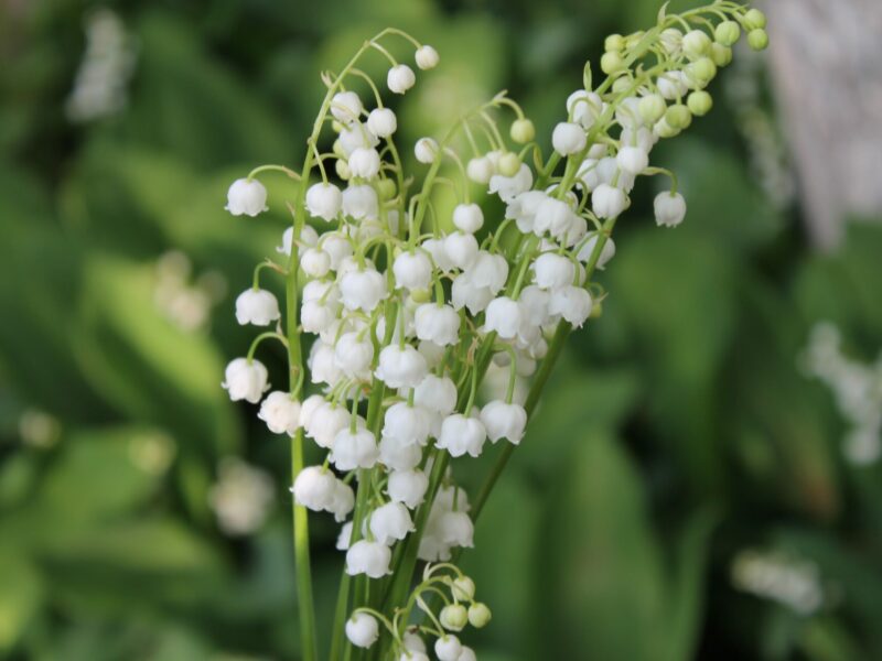 Bouquet de muguet