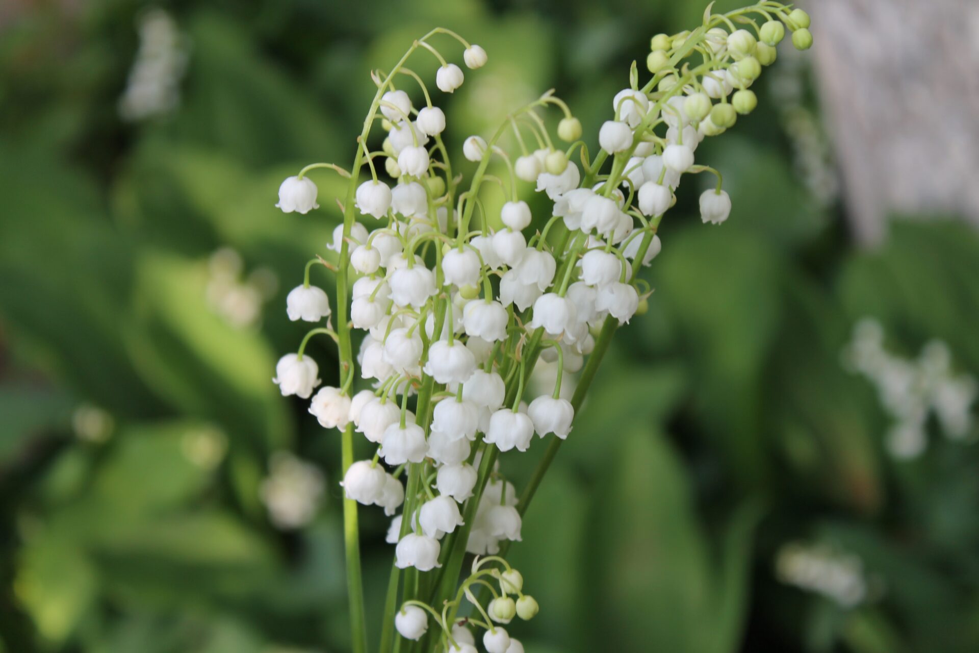 Bouquet de muguet