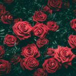 rose-vue-de-haut