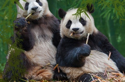 pandas