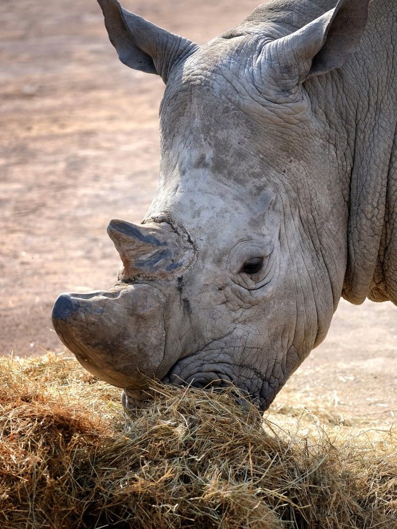 Rhinocéros du parc animalier Pairi Daiza